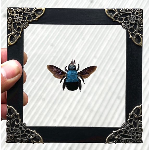 Framed Blue Carpenter Bee Art Glass Shadow Box Insect Wall Display Wooden Frame Gothic Home Decor Tabletop K12-61-KINH