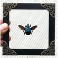 thumbnail image 1 of Framed Blue Carpenter Bee Art Glass Shadow Box Insect Wall Display Wooden Frame Gothic Home Decor Tabletop K12-61-KINH, 1 of 6
