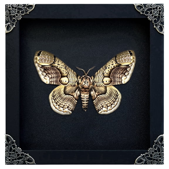 Framed Brahmaea Inspired Artwork Black Shadow Box Gothic Decor Curiosity Oddity Dark Home Wall Hanging Tabletop Reading Room Gallery Art K18-03-DE