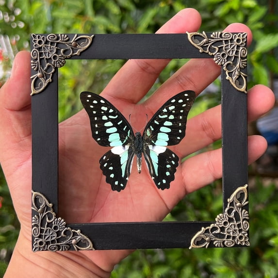 Framed Butterfly Art Display – Decorative Insect Shadow Box, Gothic Home Decor, Dark Academia Wall or Table Decor, Unique Gift K12-11-KINH