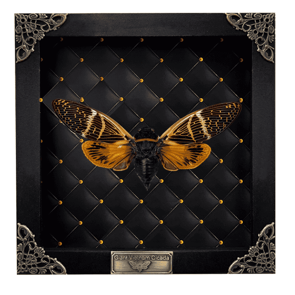 Framed Cicada Bee Wooden Shadow Box Nature Decor Curiosity Oddity Vintage Wall Hanging Tabletop Display Reading Room Gallery Artwork Home Living K16-50-NEM
