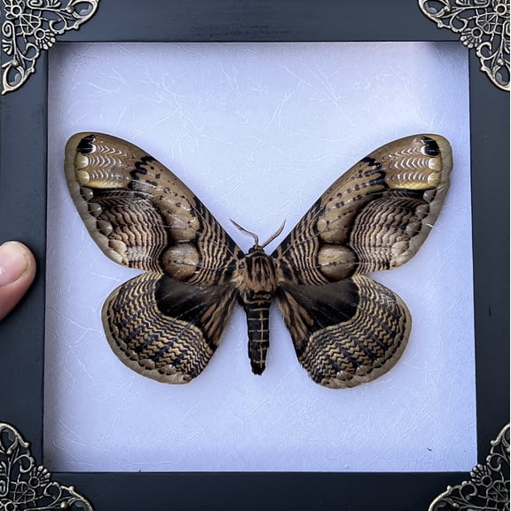 Framed Common Owl Moth Butterfly White Shadow Box Curiosity Oddity Gothic Decor Dark Home Wall Hanging Tabletop Display Reading Room Artwork Bee Frame K18-19-TR