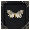 thumbnail image 1 of Framed Entomology Art Butterfly Display Dried Wing Shadow Box Curiosity Tabletop Wall Hanging Moody Gothic Home Decor Living Room Reading Space K12-123-DE, 1 of 5