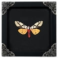 thumbnail image 1 of Framed Entomology Art Butterfly Display Dried Wing Shadow Box Curiosity Tabletop Wall Hanging Moody Gothic Home Decor Living Room Reading Space K12-14-DE, 1 of 6
