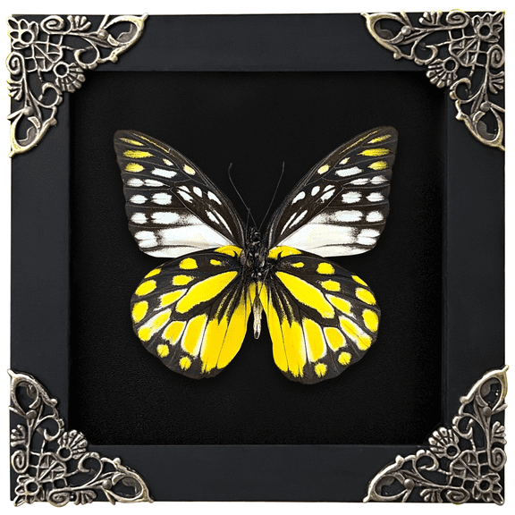 Framed Entomology Art Display Butterfly Spotted Sawtooth Dried Wing Shadow Box Curiosity Tabletop Wall Hanging Moody Gothic Home Decor K12-10-DE