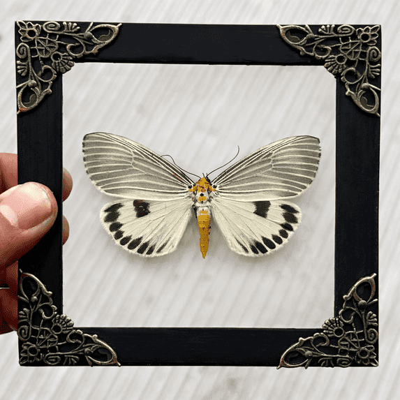 Framed Entomology Art Display Butterfly Spotted Sawtooth Glass Shadow Box Curiosity Tabletop Wall Hanging Moody Gothic Home Decor K12-123-KINH