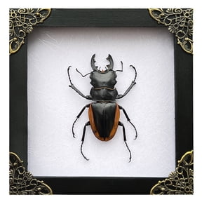Framed Giant Stag Beetle White Shadow Box Curiosity Decor Wall Hanging Tabletop Botanical Gallery Artwork Gift K14-66-TR