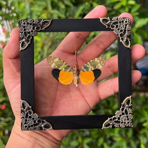 Framed Lanternfly Glass Shadow Box Floating Display Curiosity Decor Wall Hanging Tabletop Home Gallery Artwork K12-55-KINH