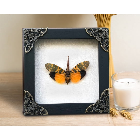 Framed Lanternfly White Shadow Box Dark Academia Curiosity Decor Wall Hanging Tabletop Nature Inspired Gallery Artwork K12-55-TR