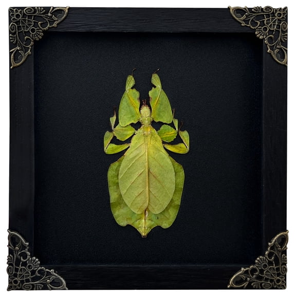 Framed Leaf Insect Art Display Decorative Shadow Box Wall or Table Decor, Nature Inspired Home Accent, Unique Gift