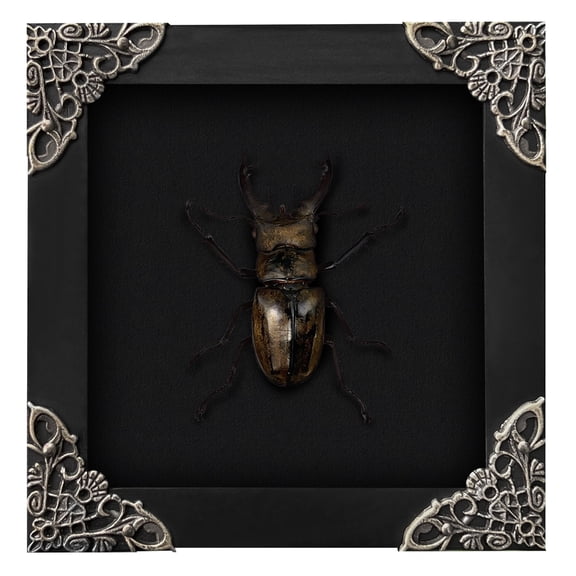 Framed Lucanus Bee Black Shadow Box Gothic Curiosity Decor Dark Academia Wall Hanging Tabletop Bookshelf Gallery Artwork K12-57-DE