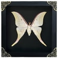 thumbnail image 1 of Framed Luna Moth Inspired Artwork Black Shadow Box Curiosity Oddity Gothic Decor Dark Home Wall Hanging Tabletop Reading Room Gallery Art K19-39-DE, 1 of 10