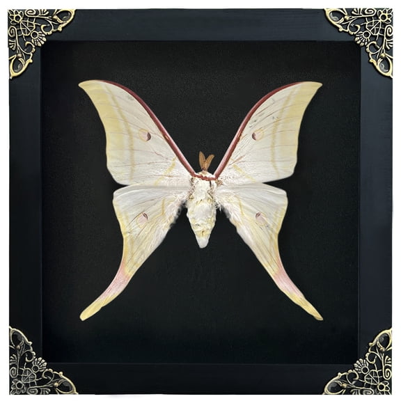Framed Luna Moth Inspired Artwork Black Shadow Box Curiosity Oddity Gothic Decor Dark Home Wall Hanging Tabletop Reading Room Gallery Art K19-39-DE
