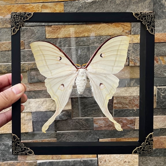 Framed Luna Moth Glass Shadow Box Nature Curiosity Decor Wall Hanging Tabletop Reading Room Gallery Artwork Gift K22-33-KINH