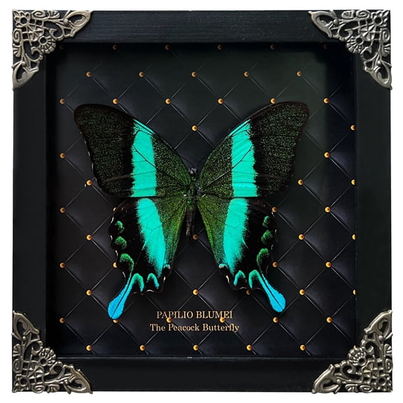 Framed Peacock Wall Art Wooden Shadow Box Rhombus Background Gothic Decor Curiosity Oddity Tabletop Wall Hanging Reading Room Gallery Artwork K16-23-NEM