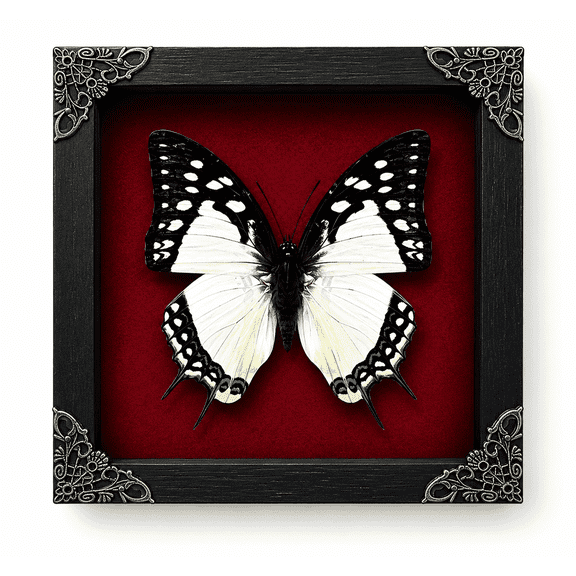 Framed Polyura Eudamippus Butterfly Red Shadow Box Gothic Curiosity Decor Wall Hanging Tabletop Gallery Artwork K14-04-DO
