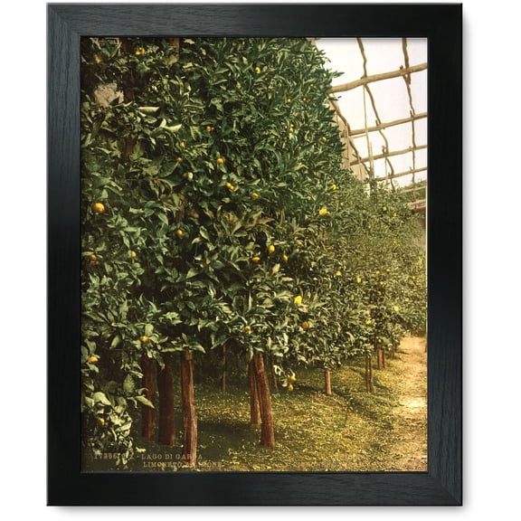 Framed Print: A Lemon Tree, Limone, Lake Garda, Italy, circa 1890