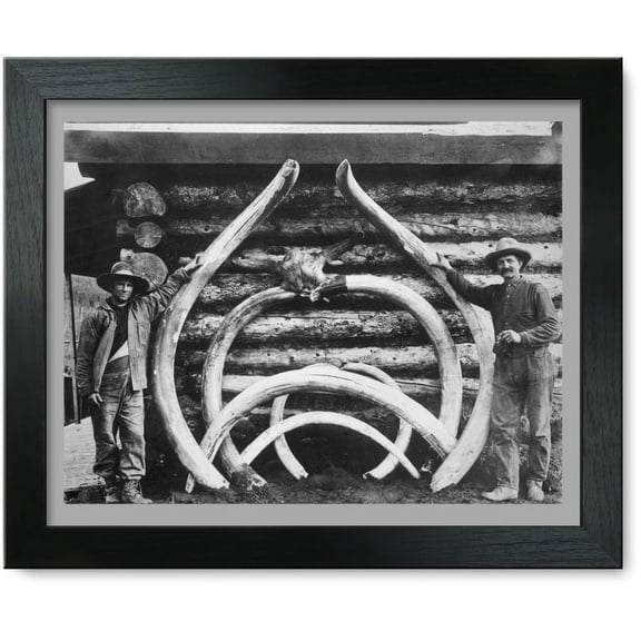 Framed Print: Ancient Bones Of Mastodons, circa 1900