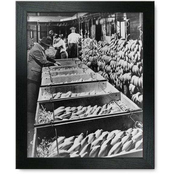 Framed Print: Banana Marketing--Ripe Bananas Go Into Special Boxes For The Ride