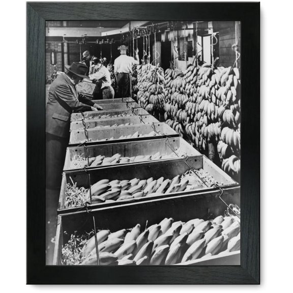 Framed Print: Banana Marketing--Ripe Bananas Go Into Special Boxes For The Ride
