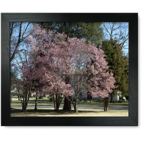 Framed Print: First Signs Of Spring In Capitol Park In Tuscaloosa, Alabama, 2010