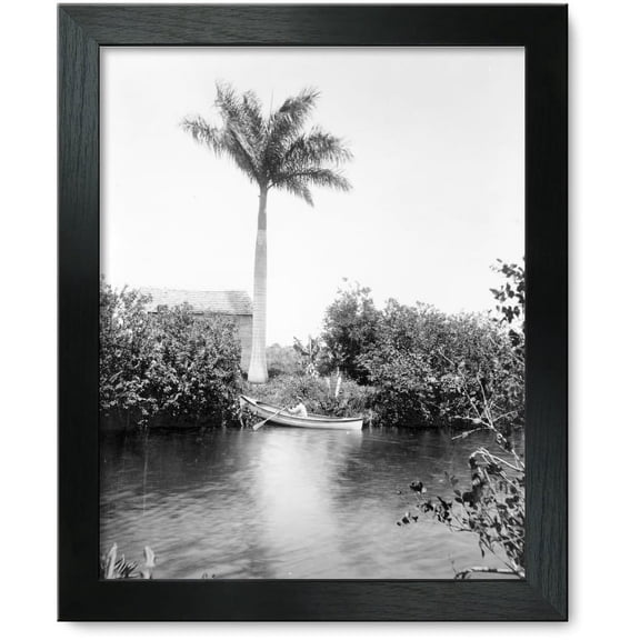 Framed Print: Florida--Miami River And Royal Palm, 1905