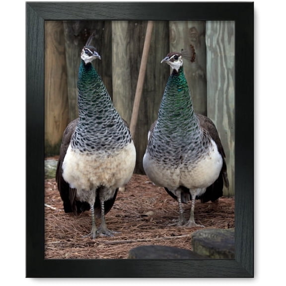 Framed Print: Montgomery Zoo, Montgomery, Alabama, 2010