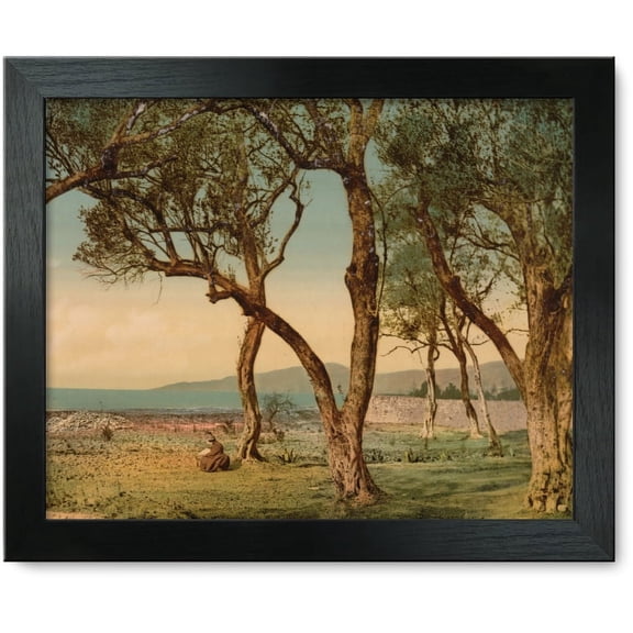Framed Print: Olive Trees, Mentone, Riviera, circa 1890