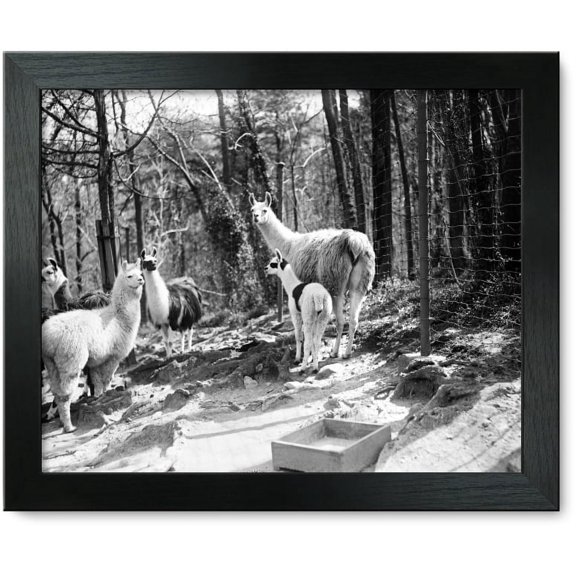 Framed Print: Zoo: Llama, 1920