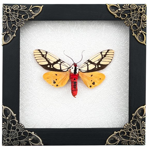Framed Tiger Moth Butterfly White Shadow Box Nature Curiosity Decor Wall Hanging Tabletop Reading Room Gallery Artwork Gift K12-14-TR