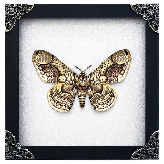Brahmaea Inspired Artwork Framed Vintage White Shadow Box Gothic Decor Curiosity Oddity Wall Hanging Tabletop Reading Room Gallery Art K18-03-TR