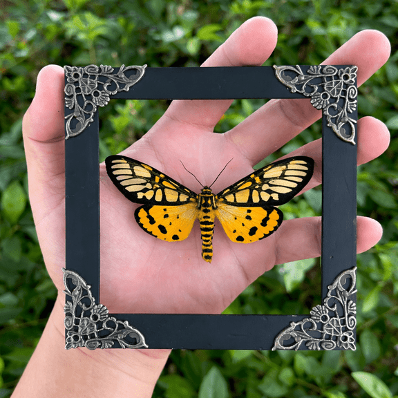 Framed Yellow Tiger Moth Inspired Artwork Glass Shadow Box Gothic Curiosity Decor Dark Academia Wall Hanging Tabletop Gallery Art K12-24-KINH