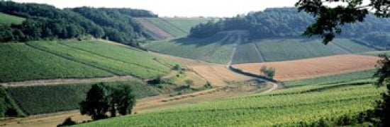 France Chablis vineyards Canvas Art - Panoramic Images (36 x 12)