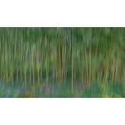 France-Giverny Abstract of bamboo forest in Monets Garden by Jaynes Gallery (36 x 19)