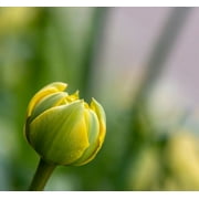 France-Giverny Close-up of a yellow tulip bud in Monets Garden by Jaynes Gallery (12 x 11)