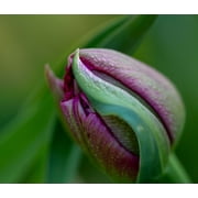 France-Giverny Close-up of purple tulip bud by Jaynes Gallery (24 x 22)