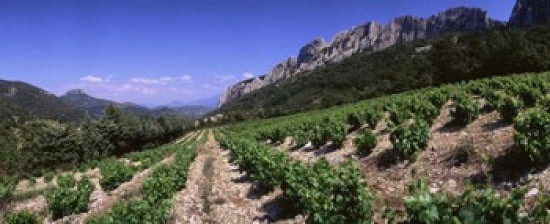 France Provence Dentelles de Montmiral Vineyard on the mountain Canvas Art - Panoramic Images (15 x 6)