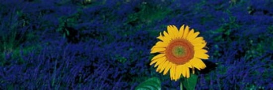 France Provence Suze-La-Rouse sunflower in lavender field Canvas Art - Panoramic Images (36 x 12)