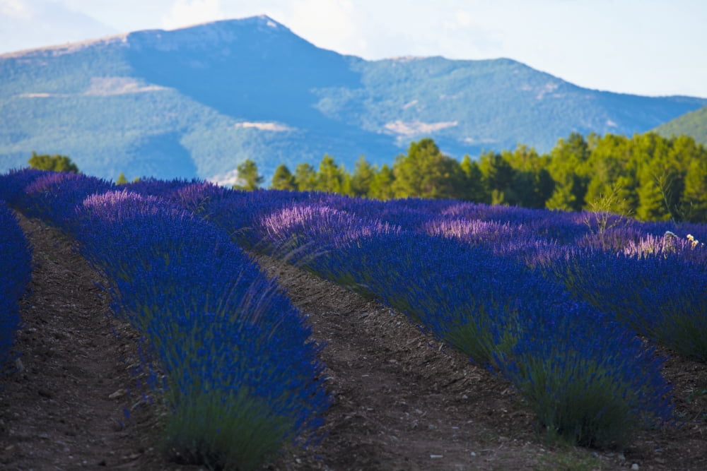 France Southern France Provence-Alpes-Cote dAzur Blooming field of Lavender (Lavandula angustifolia) around Sault and Aurel Chemin des Lavandes Canvas Art - Carlos Sanchez Pereyra Design Pics (38 x 2