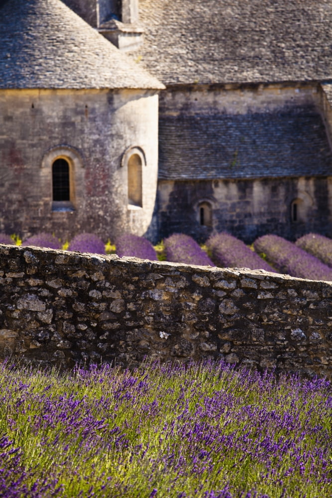 France Southern France Provence-Alpes-Cote dAzur Vaucluse Blooming field of Lavender (Lavandula angustifolia) in front of Senanque Abbey Gordes Canvas Art - Carlos Sanchez Pereyra Design Pics (24 x 3