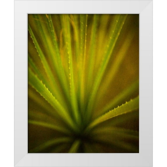 France, Todd 15x18 White Modern Wood Framed Museum Art Print Titled - California Monocot