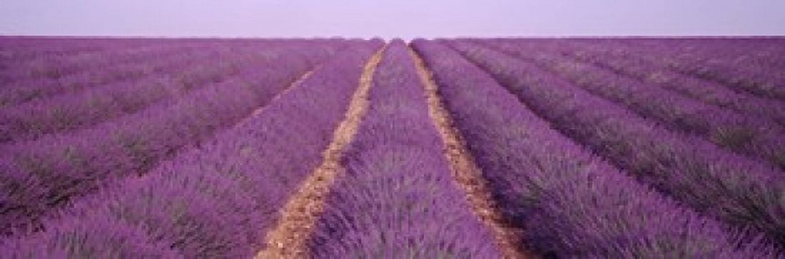 France View of rows of blossoms in a field Canvas Art - Panoramic Images (18 x 6)