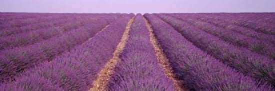France View of rows of blossoms in a field Canvas Art - Panoramic Images (36 x 12)