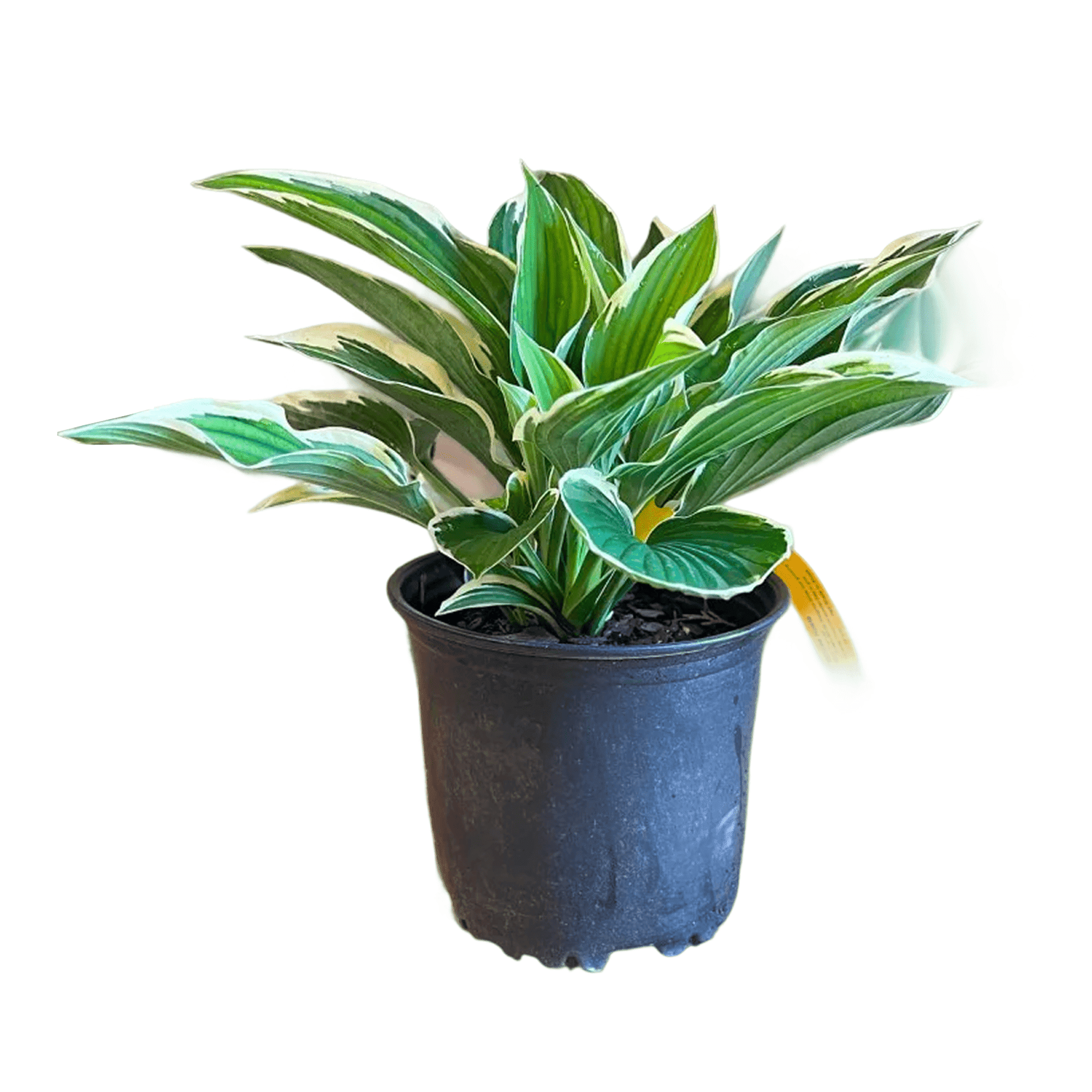 air plant with holder Black Geometric Wall Holder w/ Air Plant main image 0
