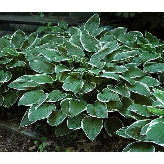 Francee Hosta - Perennial- Quart Pot