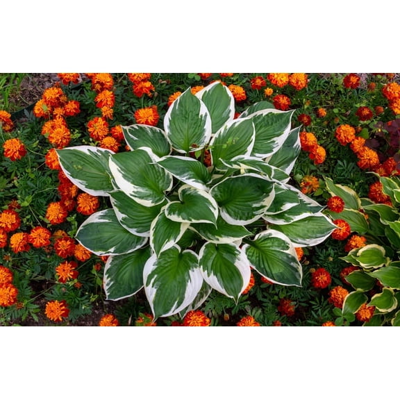 Francee Hosta Plants for Growing Beautiful Green and White Hosta Plants 1 Plant