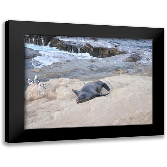Frances, Stephanie 18x15 Black Modern Framed Museum Art Print Titled - Sealion