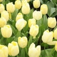 thumbnail image 1 of Francoise Tulip Bulbs, 1 of 1