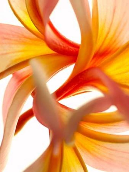 Frangy Tangle Canvas Art - Warwick Orme (18 x 24)