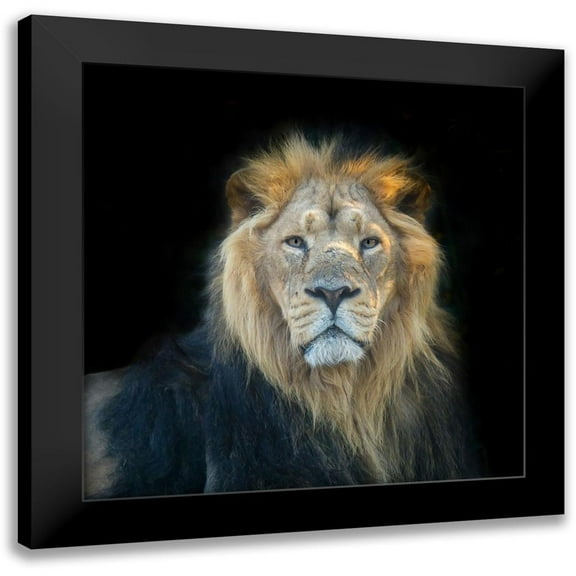 Frank, Assaf 12x12 Black Modern Framed Museum Art Print Titled - Lion face